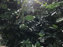 -陆地游轮吉林神农温泉