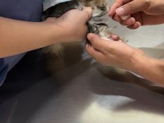 -瑞派名望志远动物医院·猫科·內科·异宠专科(直港大道店)