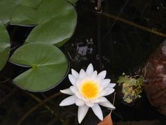 -东山雕花楼