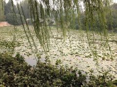 iphone_upload_pic-紫荆山公园