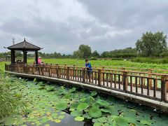 -羊亭河湿地公园