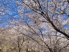 -樱花山风景区
