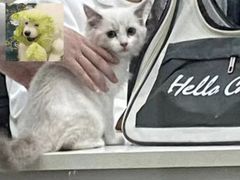 -暖阳宠物医院·犬猫康复中心·骨科