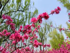 -莲花池公园