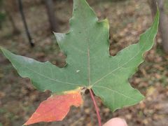 -天天初二·天津传统捞面·天津特色菜(凌奥总店)