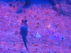 -贝林大翅鲸简餐厅(国家海洋博物馆店)