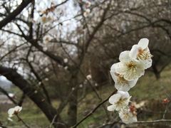 -香雪海