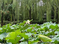 -团结湖公园