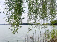 -贡湖湾湿地公园