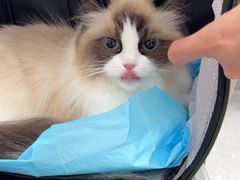 -四月宠物医院·猫专科·心脏专科·内科(转塘店)