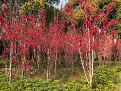 -上海市龙华烈士陵园