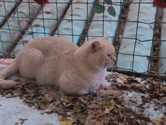 -猫小院猫主题咖啡厅(北锣店)