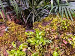 -正佳雨林生态植物园