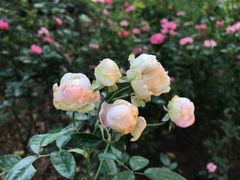 -人民公园(罗湖区)