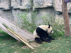 -上海野生动物园