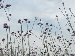 -西京湾花海