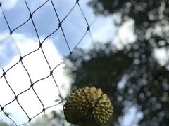 -宝盛园民宿