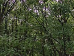 -广富林郊野公园