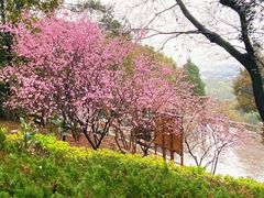 -香雪海