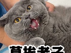 -康成宠物医院24H·CT·核磁共振