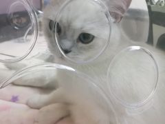 -宠颐生宠物医院·心肾内科·猫专科诊疗中心宠巢店
