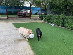 -宠物寄养训练学校