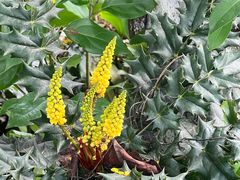 -广西壮族自治区药用植物园