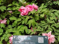 -北京市劳动人民文化宫(太庙)