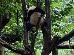 -都江堰中华大熊猫苑