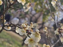 -梅花山(明孝陵内)