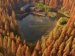 -荷兰花海