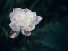 -荷塘月色湿地公园·向阳花洲