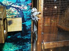 -上海大自然野生昆虫馆(东方明珠·爬宠昆虫探索中心)
