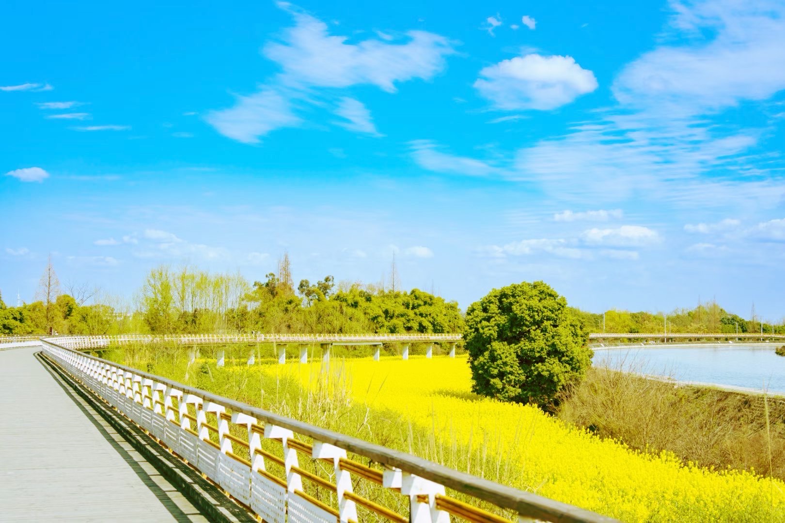 三道堰油菜花图片