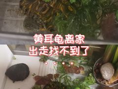 -中环花鸟鱼虫市场