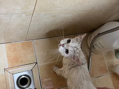 -佳雯宠物医院·皮肤科·内外科(春晓路分院)