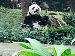 -都江堰中华大熊猫苑