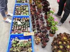 -桂林市花鸟市场