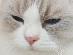-猫咪派对(江南西店)