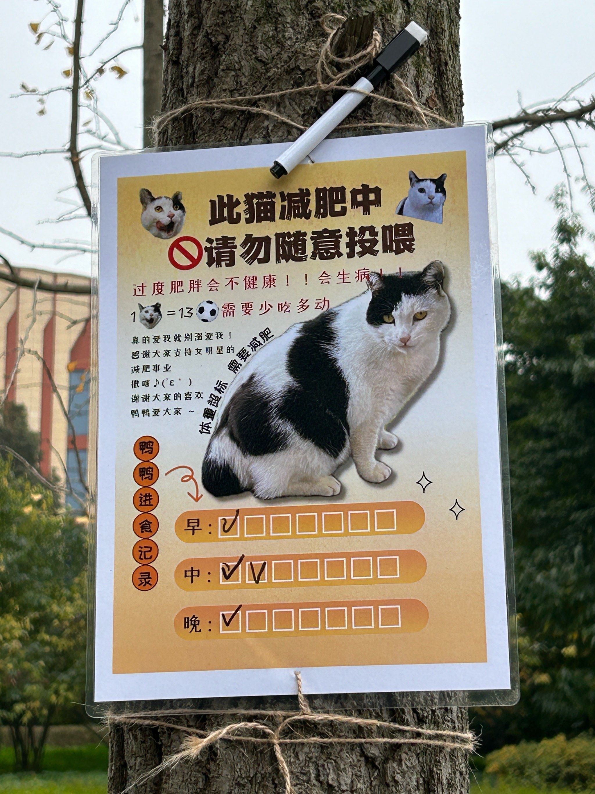 n特别是学校里的猫猫都有志愿者专门投喂～
大家白嫖撸猫就好啦!