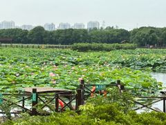-荷塘月色湿地公园·向阳花洲