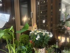 -双季花艺园艺市场(浦东店)