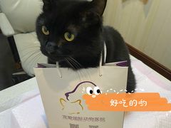 -宠爱国际动物医院· 猫科· 外科·中兽医(长白店)