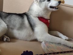 -Husky Go! 哈士奇体验馆·宠物咖啡厅狗咖