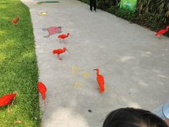 -广州长隆飞鸟乐园