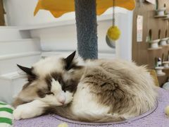 -COLOR PETS 撸猫馆·购猫·猫咖(长风大悦城店)