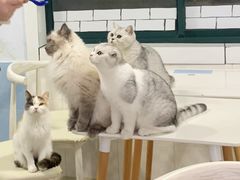 -喵的天空名猫咖啡馆·撸猫·猫舍·用品