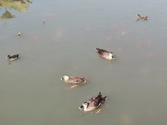 -前关湿地公园