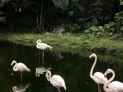-广州动物园
