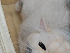 -芭比堂动物医院·24小时·眼科中心(深圳中心)